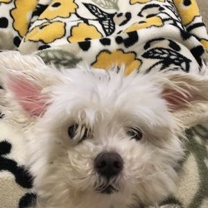 Meet your Posher, Grace